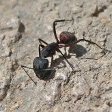 Inventaire des fourmis picardes