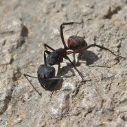 Inventaire des fourmis picardes