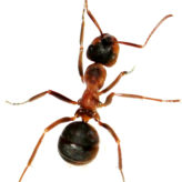 Reconnaître les principales sous-familles de Fourmis.