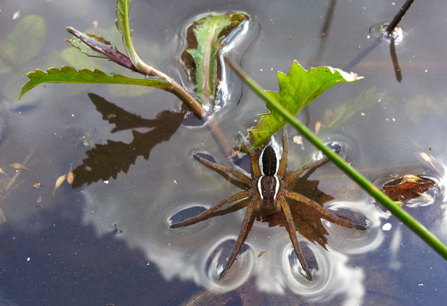 Araignée Dolomède Mare Forêt de Compiegne 2016 04 17