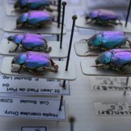 De l’utilité et de l’importance des collection