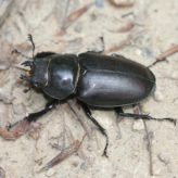 Savoir séparer Dorcus parallelipedus L. 1758 (la Petite biche) et Lucanus cervus femelle L. 1758 (le Lucane cerf-volant)