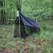Inventaire des Syrphes au Marais de Reilly (60)