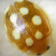 Inventaire des coccinelles de l’Oise