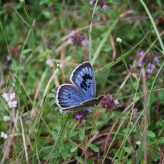 Maculinea et Myrmica : une relation indispensable papillon-fourmi.