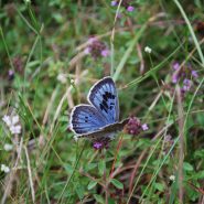 Maculinea et Myrmica : une relation indispensable papillon-fourmi.