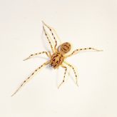 Scytoides thoracica : une araignée étonnante.
