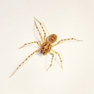 Scytoides thoracica : une araignée étonnante.