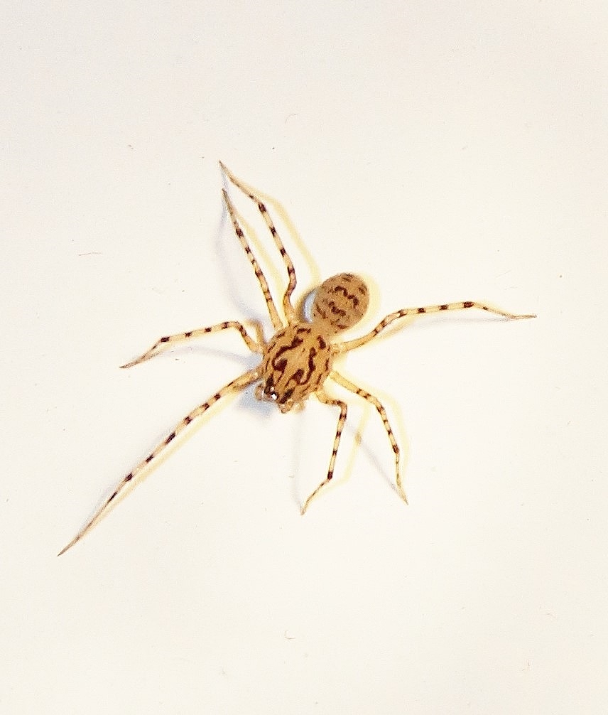 Scytodes thoracica : une araignée étonnante.