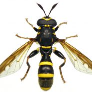 Syrphes : Portrait de pollinisateurs 2017