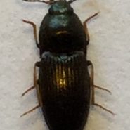 Fiche espèce : Hypnoidus riparius (Fabricius, 1792) – Artoise.