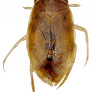 Fiche espèce : Micronecta (Micronecta) griseola Horváth, 1899 – Artoise.