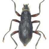 Fiche espèce : Macronychus quadrituberculatus Müller, 1806 – Artoise.