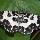 Fiche espèce : Rheumaptera hastata (Linnaeus, 1758) – Artoise.