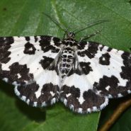 Fiche espèce : Rheumaptera hastata (Linnaeus, 1758) – Artoise.