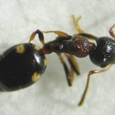 Nouvelle fourmi pour le département de l’Oise : Dolichoderus quadripunctatus (Linné, 1771)