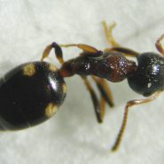 Nouvelle fourmi pour le département de l’Oise : Dolichoderus quadripunctatus (Linné, 1771)