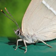 La lettre d’informations du réseau papillons : « Les Faits Papillons » maintenant en ligne.