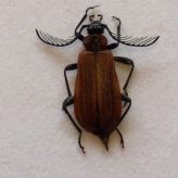 Fiche espèce : Schizotus pectinicornis (L, 1758 ) – Artoise.