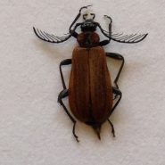 Fiche espèce : Schizotus pectinicornis (L, 1758 ) – Artoise.