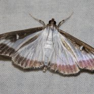 La S’Pyrale infernale ? Cydalima perspectalis (Walker, 1859)