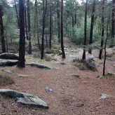 Richesse et utilité du cortège de fourmis en forêt d’Ermenonville