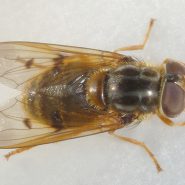 Fiche espèce – Un syrphe rare : Ferdinandea ruficornis (Fabricius, 1775) !