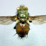 Des mouches et des bijoux