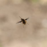 Clé d’identification des Bombyliidae