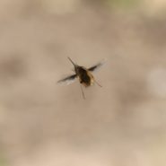 Clé d’identification des Bombyliidae