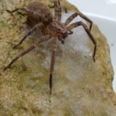 Fiche espèce – Zoropsis spinimana (Dufour, 1820) dans le sud de l’Aisne