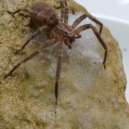 Fiche espèce – Zoropsis spinimana (Dufour, 1820) dans le sud de l’Aisne
