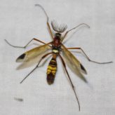 Clé de détermination : les Ctenophoridae (Diptera, Tipulidae)