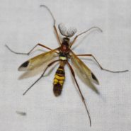 Clé de détermination : les Ctenophoridae (Diptera, Tipulidae)