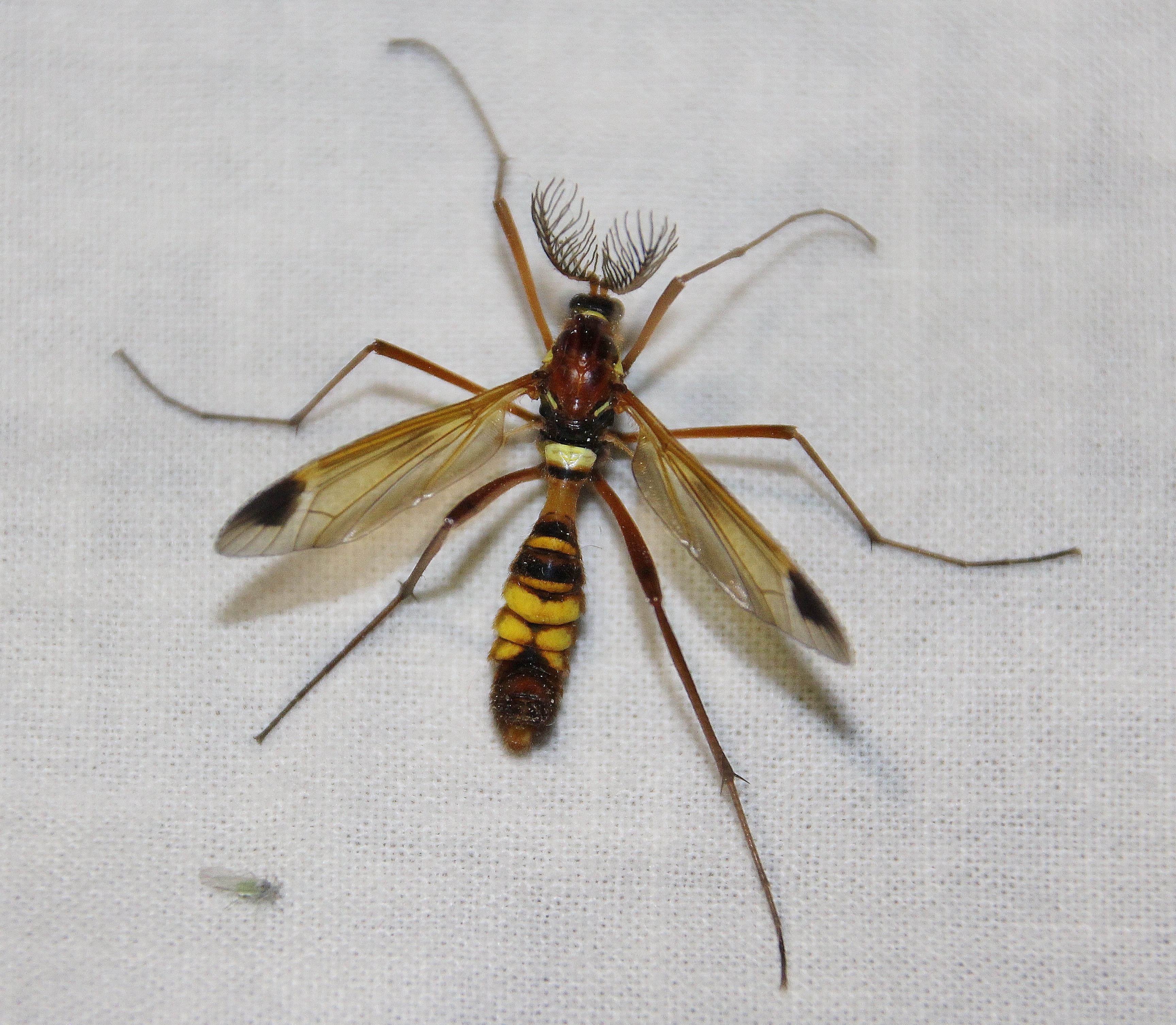 Clé de détermination : les Ctenophoridae (Diptera, Tipulidae)