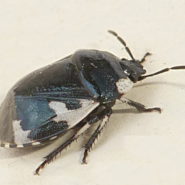 Fiche espèce : Tritomegas rotundipennis (Dohrn, 1862)