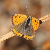 Article de presse : Les papillons menacés de disparition en Auvergne (La Montagne)