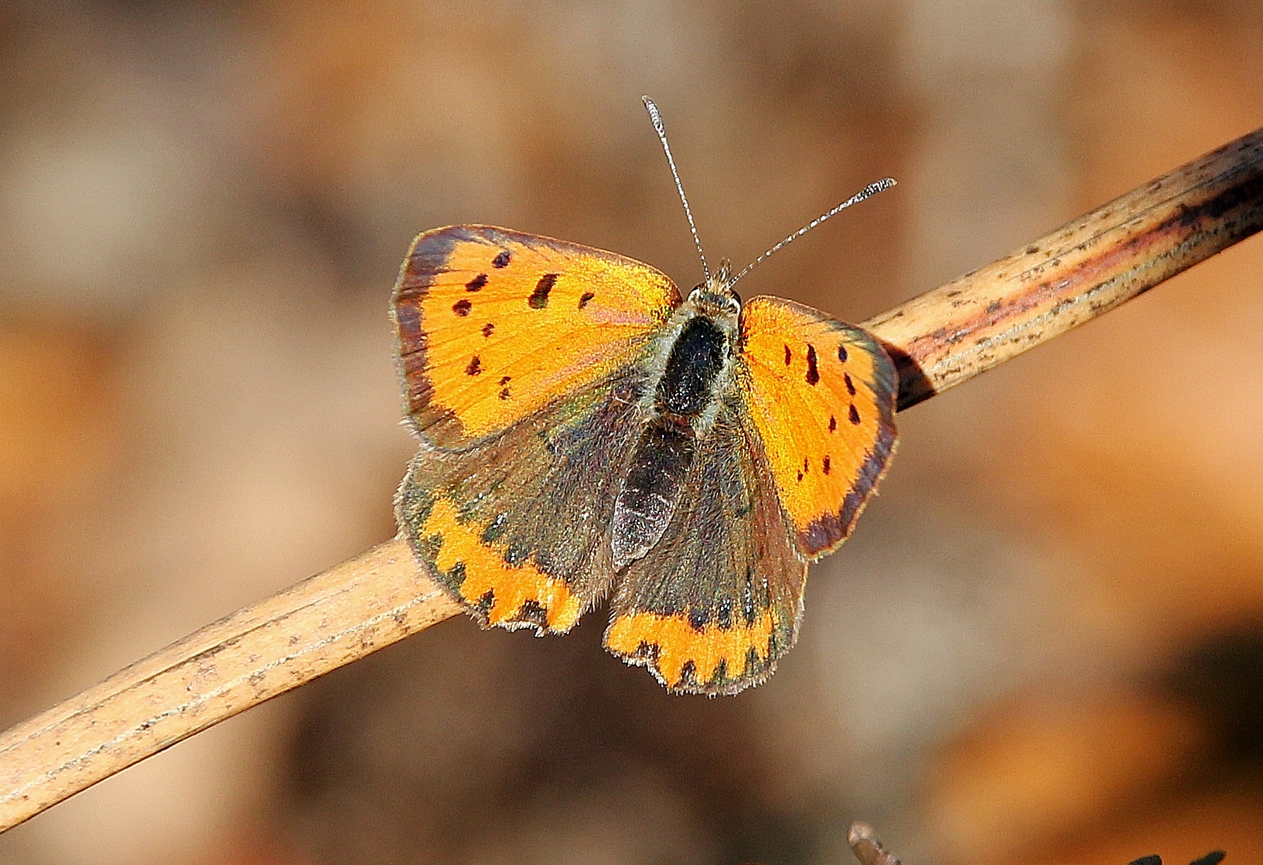 Article de presse : Les papillons menacés de disparition en Auvergne (La Montagne)
