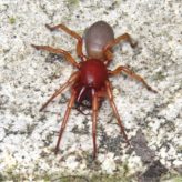 Les Dysdera : des araignées pas si faciles à déterminer !