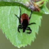 La maladie de Lyme