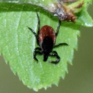 La maladie de Lyme