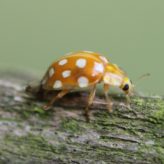 Identification des coccinelles de Picardie adultes (moyennes et grandes espèces) – Par Sophie Declercq