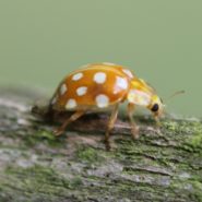 Identification des coccinelles de Picardie adultes (moyennes et grandes espèces) – Par Sophie Declercq
