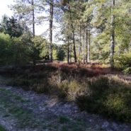 Protégé : Bois de Tillet : travail préparatoire