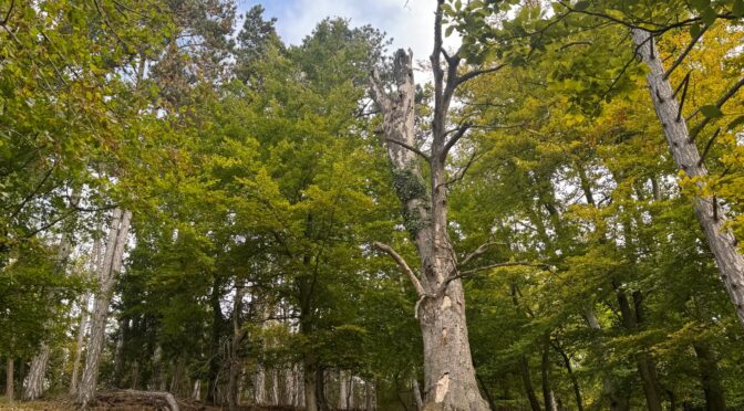 Inventaire des coléoptères saproxyliques de la zone Natura 2000 [FR2200566]                       « Coteaux de la Vallée de l&rsquo;Automne »