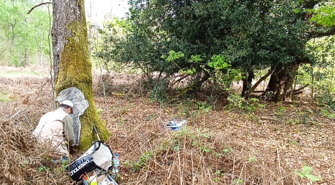 Inventaire des coléoptères saproxyliques de la zone Natura 2000 [FR2200392]                    « Massif forestier de Saint-Gobain »